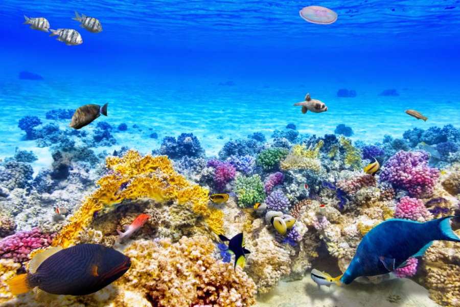 barrière de corail, Australie