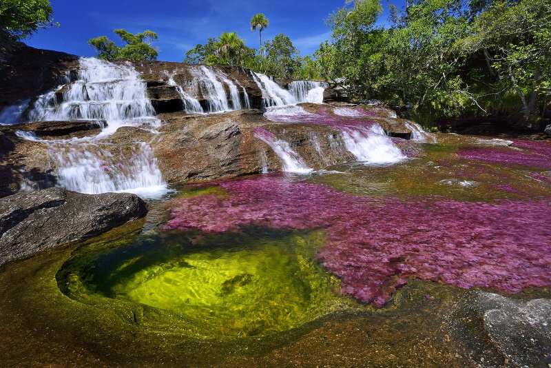 Cano cristales, rivière de Cristal, Colombie