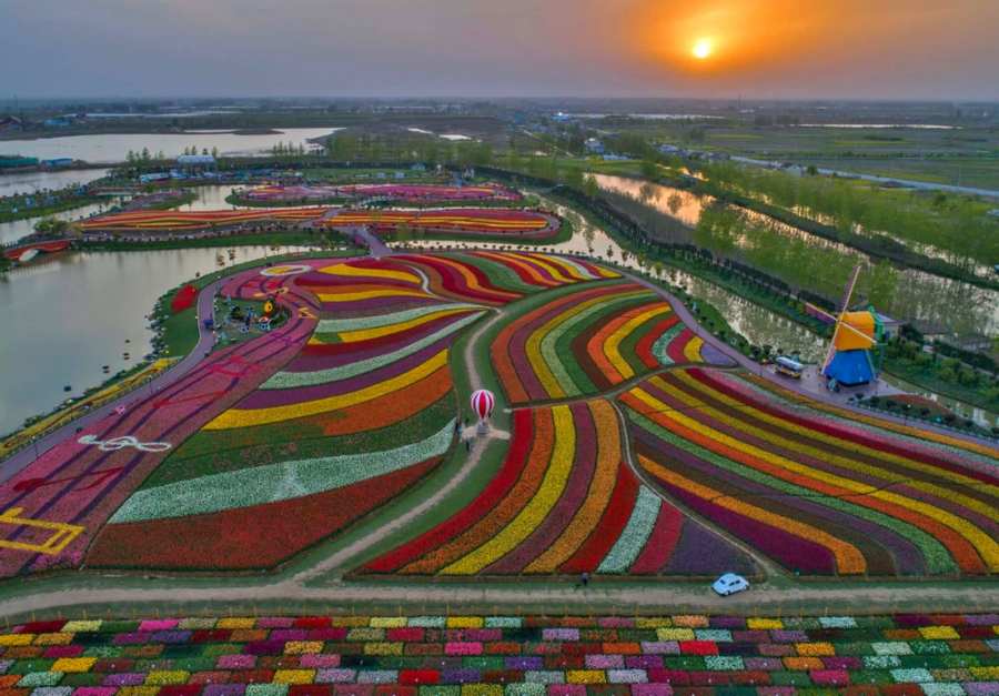 champ de tulipes multicolores